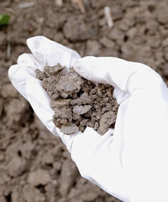 hand with a white glove on holding soil