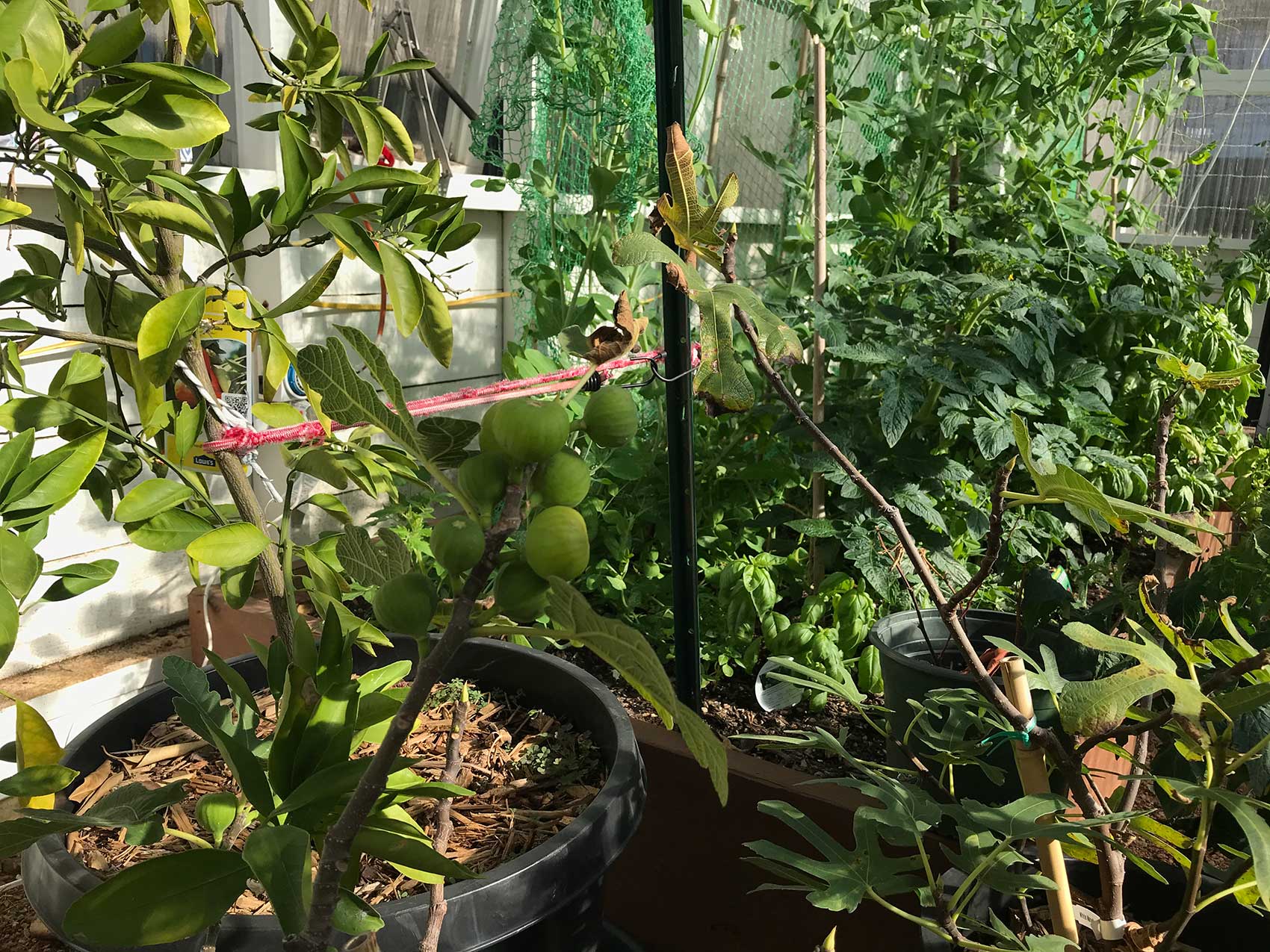 tomatoes and snap peas in the greenhouse
