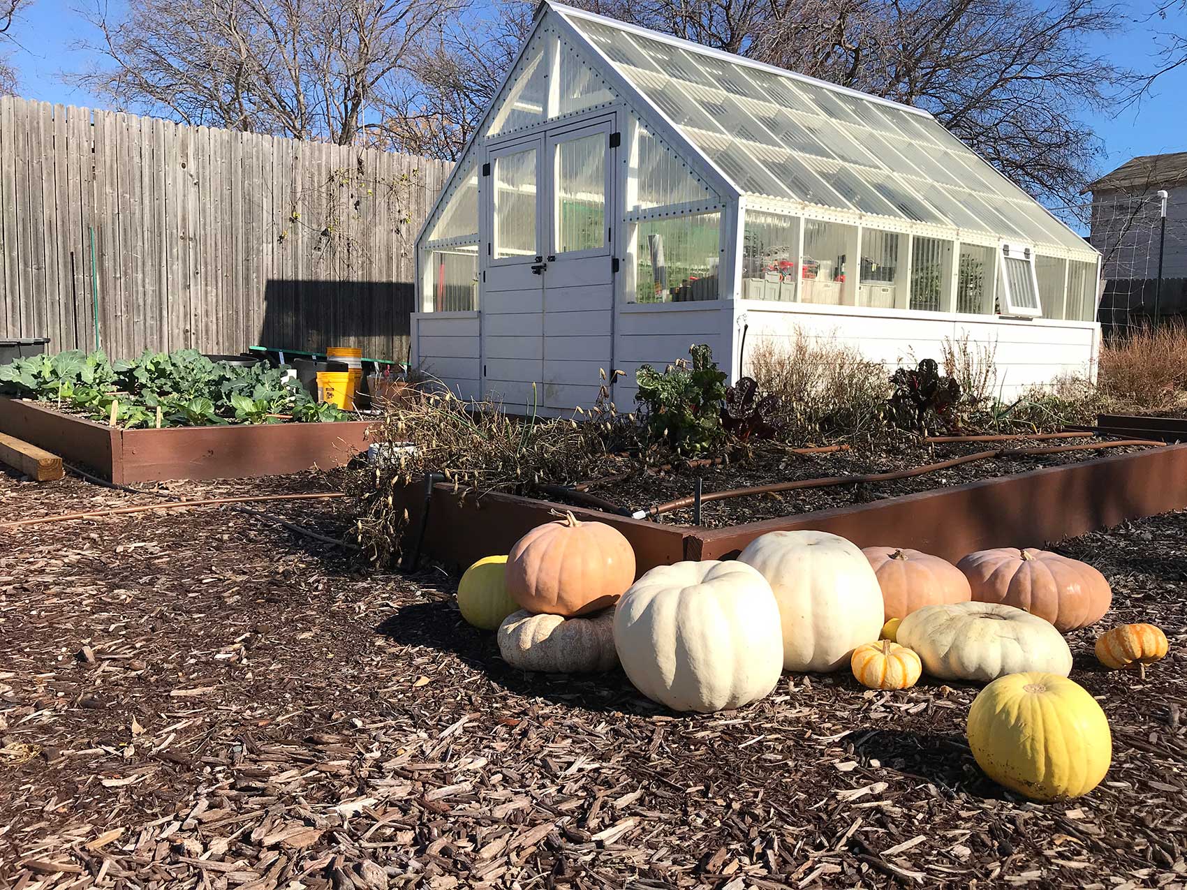 garden with pumpkins and a greenhouse