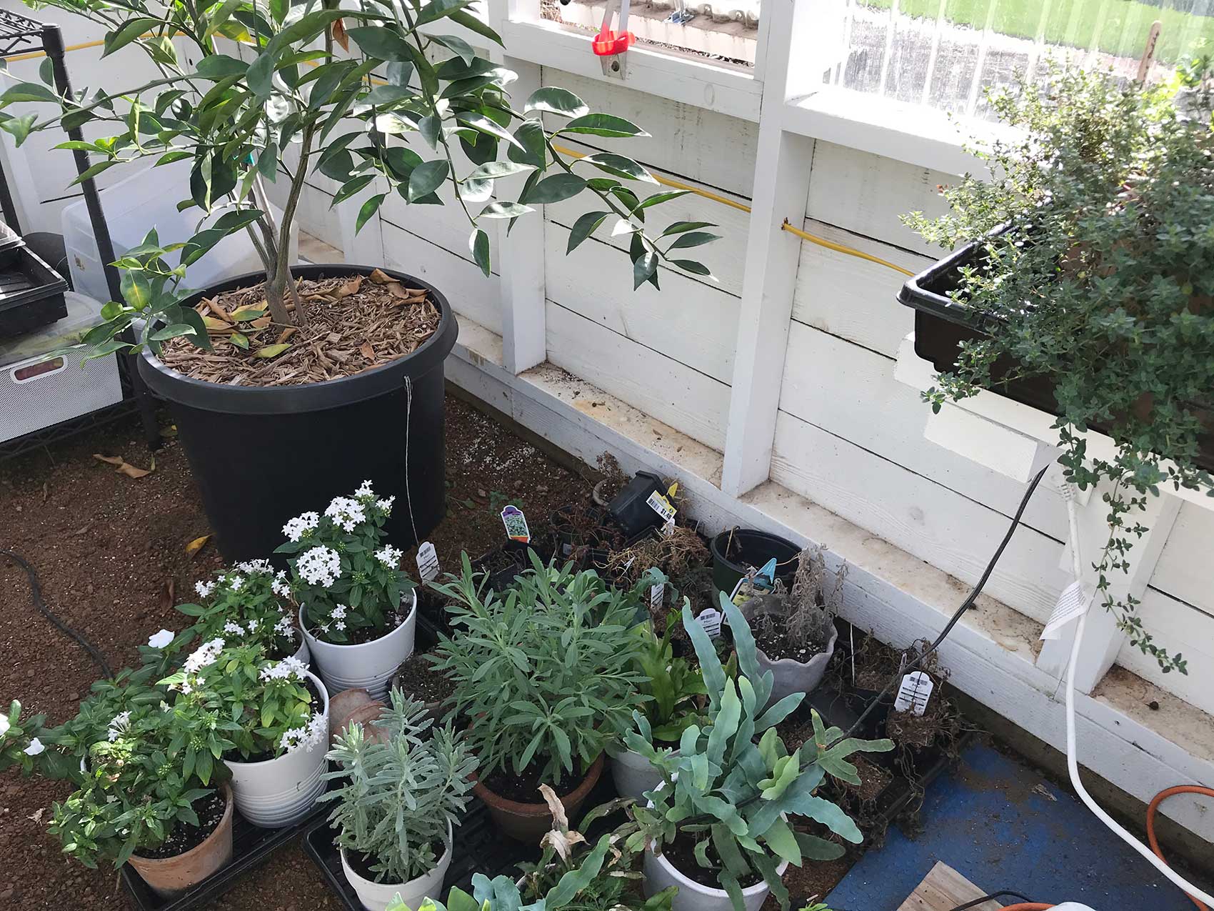 plants and flowers in the greenhouse