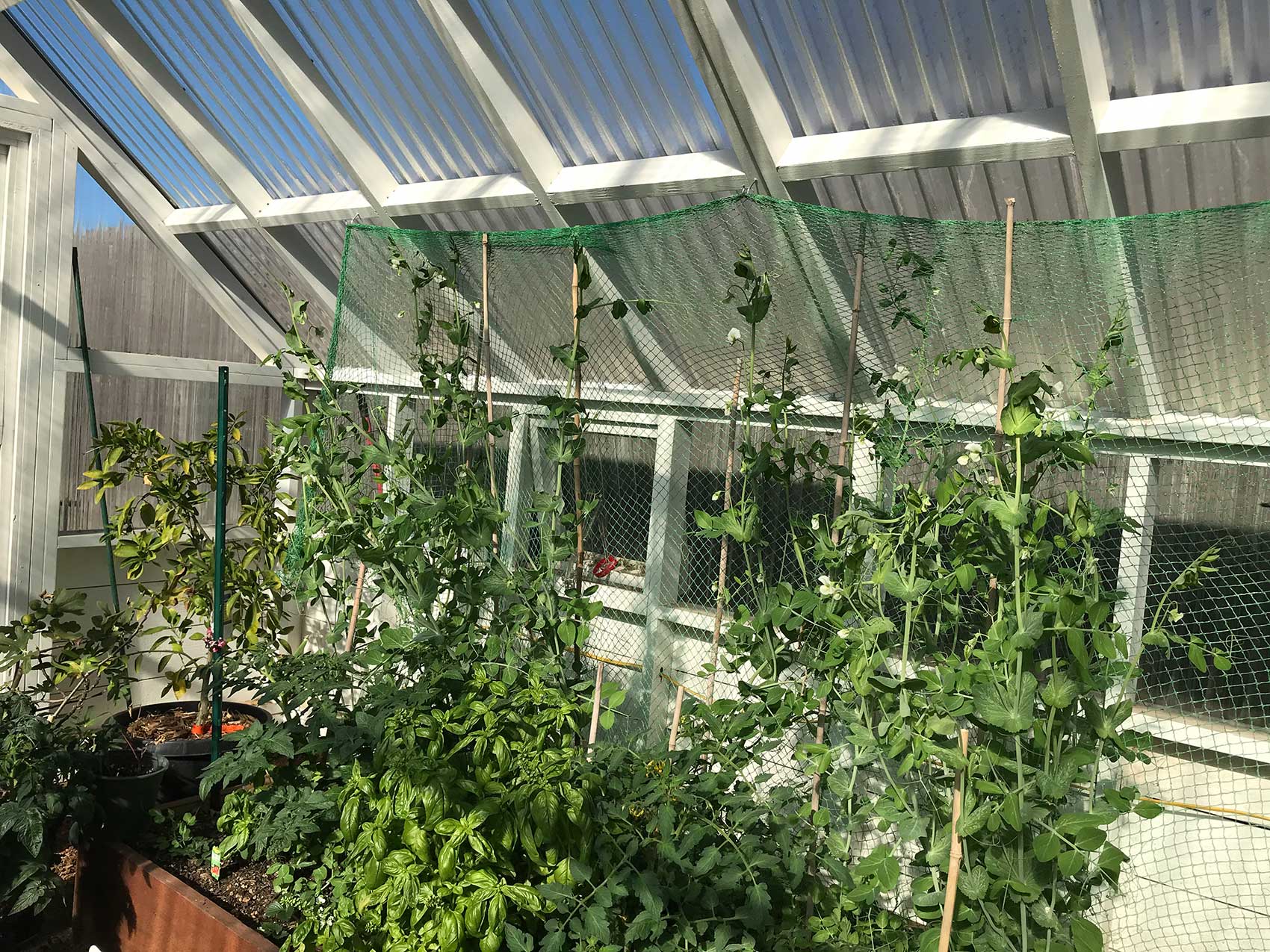 snap peas in a greenhouse